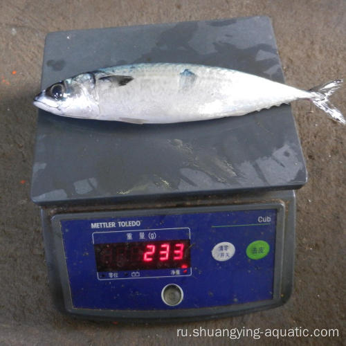 Замороженная BQF Mackerel Size 200-300G 300-500G с 5%глазурь